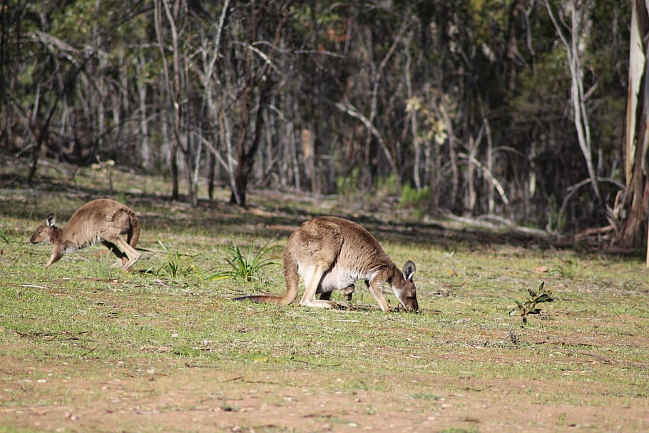 flinders ranges, outback, outdoors, kangaroo, joey, rural, australia HD wallpaper