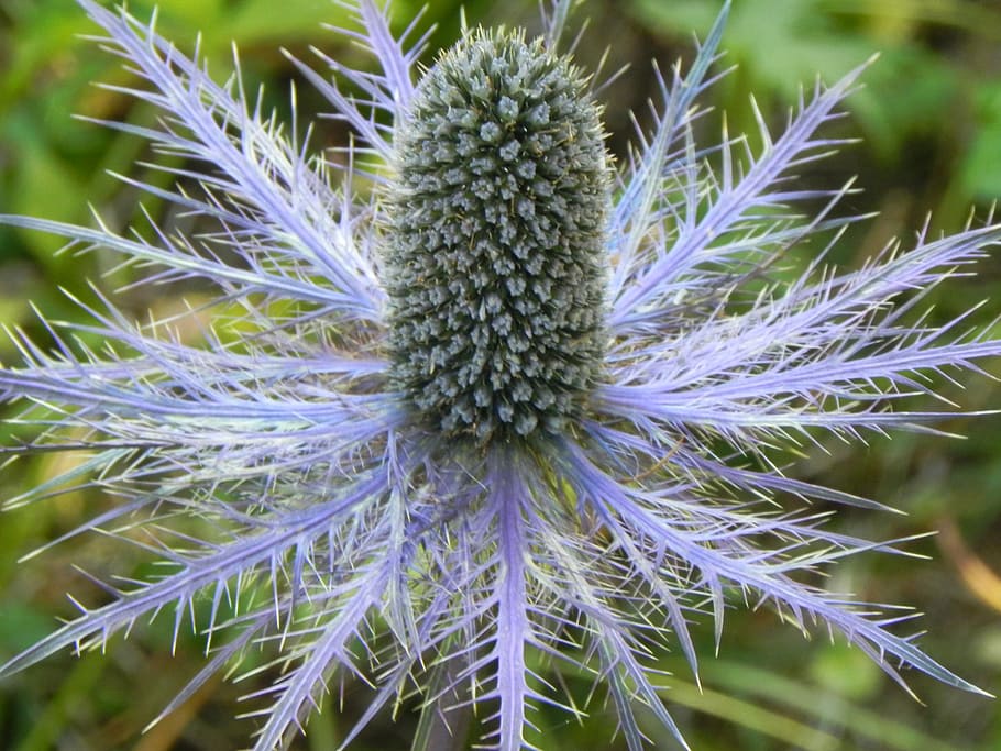 thistle, flower, plant, violet, nature, purple, prickly, autumn HD wallpaper
