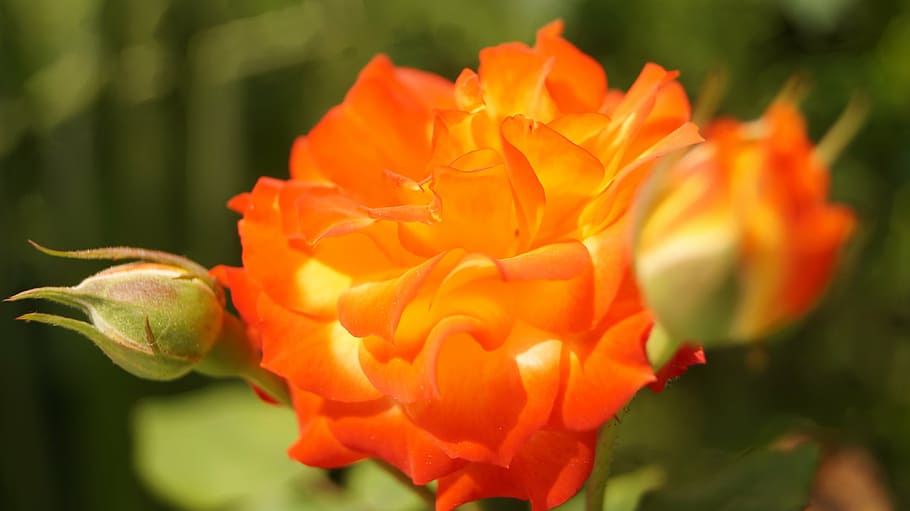 rosa, orange, flowers, flowering plant, freshness, petal, beauty in nature HD wallpaper