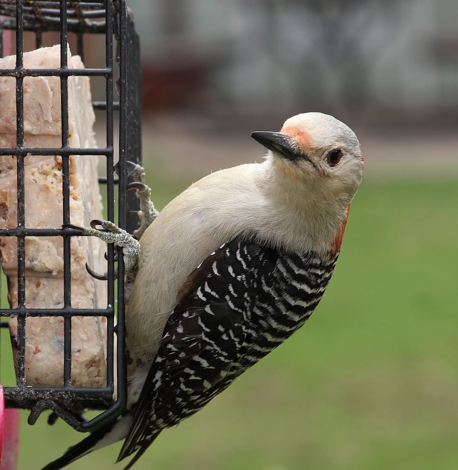 woodpecker, feeder, bird, hello, looking, red-bellied, wildlife HD wallpaper