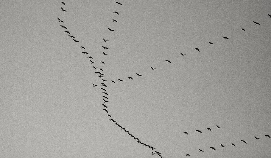 birds, cold, dark, ducks, fall, flock, flying, sky, winter HD wallpaper