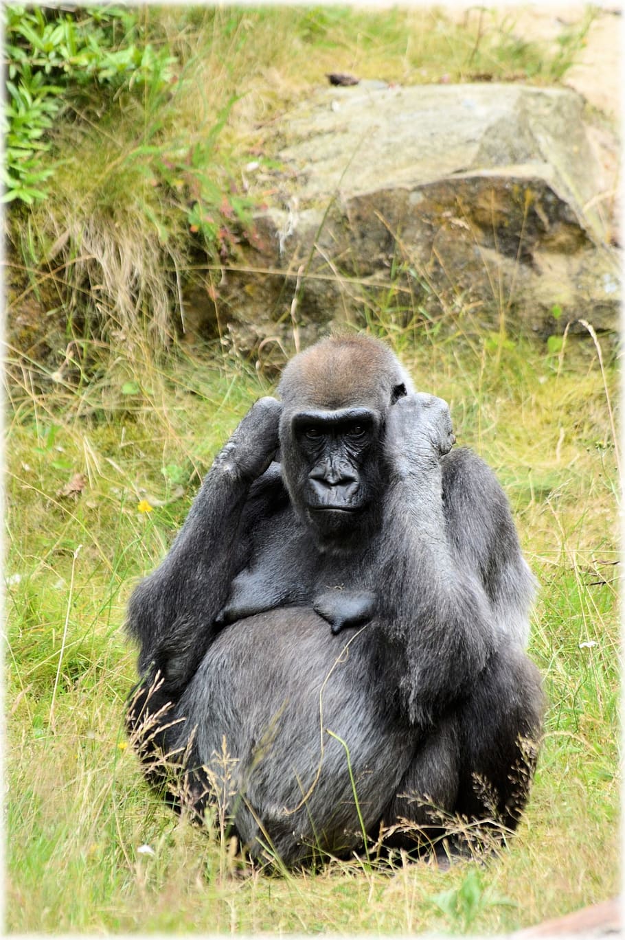 gorilla, zoo, series, monkey, monkeys, holland, amsterdam, animal HD wallpaper
