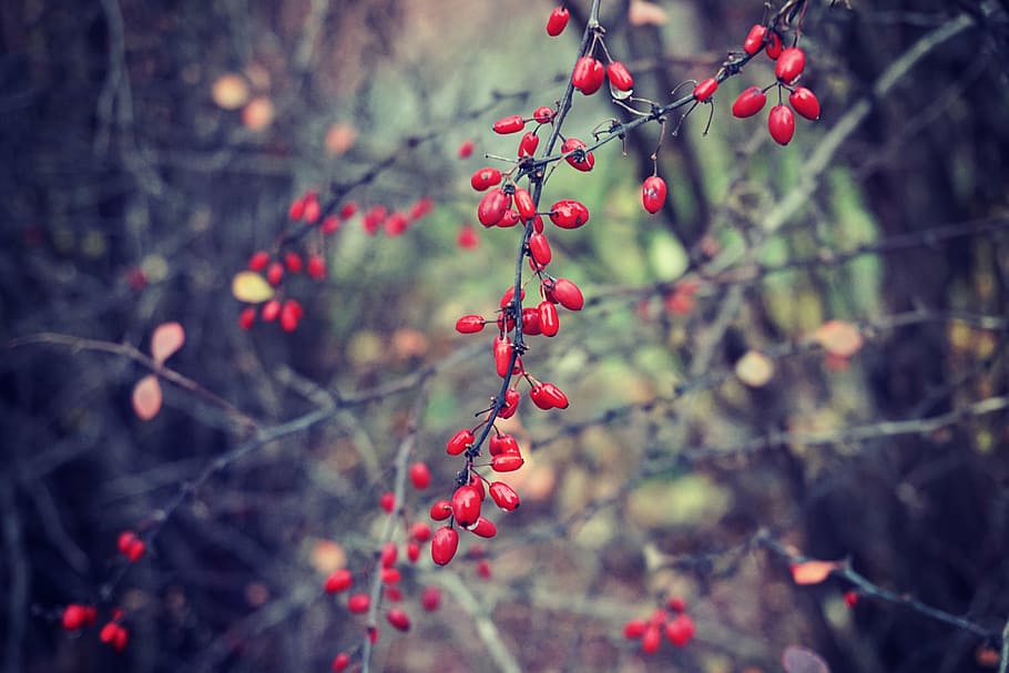 selective focus photo of red flower buds, fruit, shallow, photography HD wallpaper