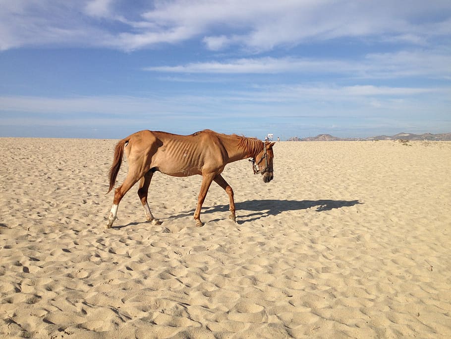 neglected horse, beach desert, famine, animal, animal themes, HD wallpaper