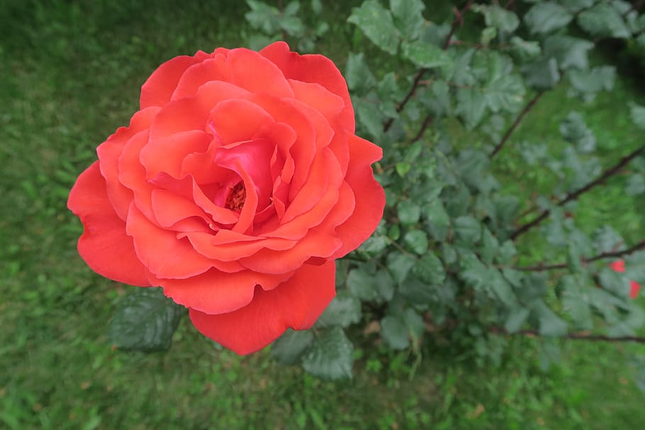 rose, algul, nature, garden, flower, flowering plant, beauty in nature HD wallpaper