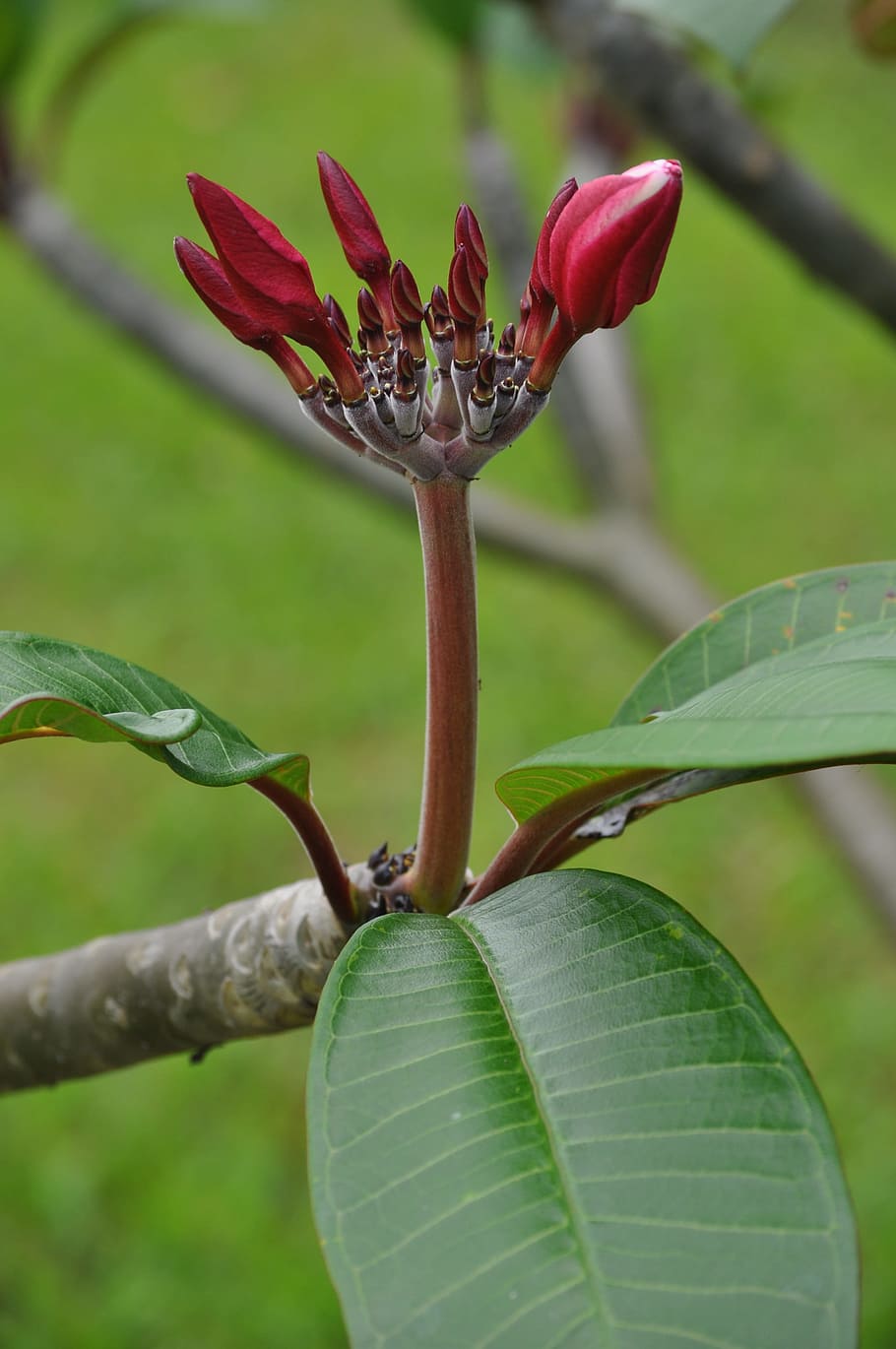 Plumeria shoots 1080P, 2K, 4K, 5K HD wallpapers free download