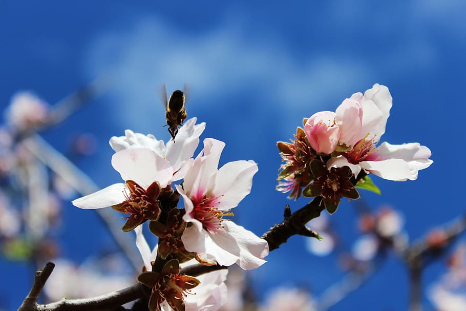 bee, spring, macro, sprinkle, insect, blossom, bloom, pollination HD wallpaper