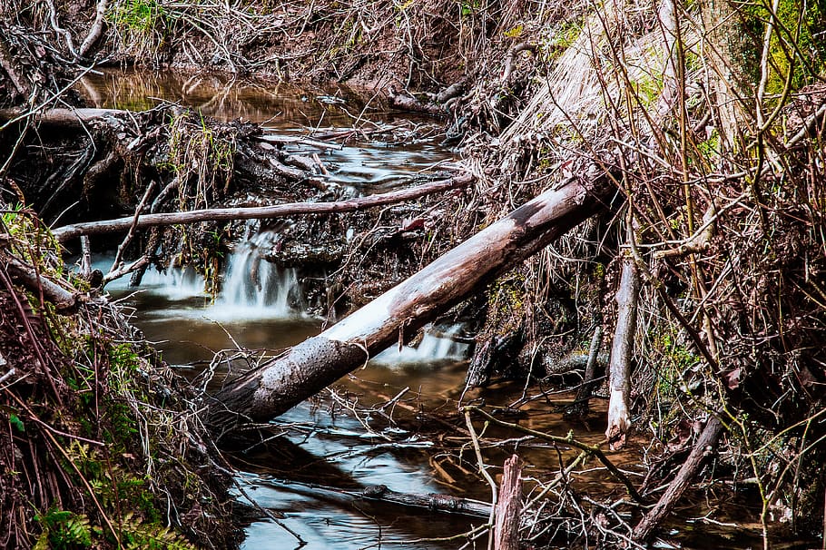 nature, waters, wood, tree, leaf, river, wet, grass, root, landscape HD wallpaper
