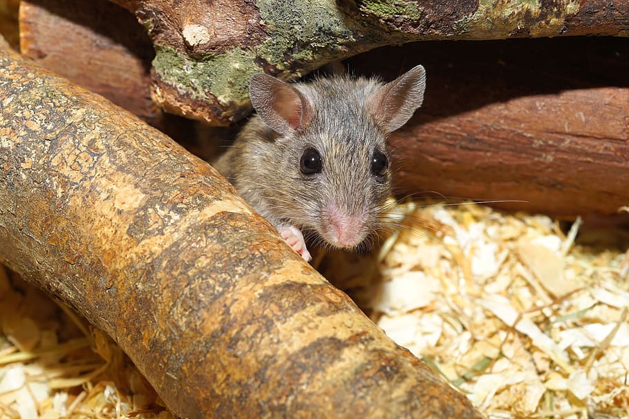 Mouse, Mastomys, Cute, Pet, sweet, button eyes, knuffig, close HD wallpaper