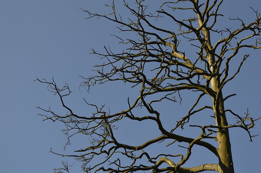 snag, branches, sky, tree, bare tree, plant, clear sky, nature HD wallpaper