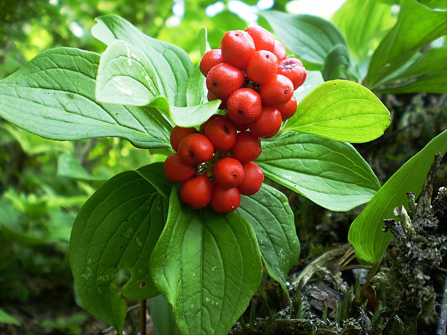 berries, red, berry, wild, fruit, healthy, sweet, fresh, natural HD wallpaper