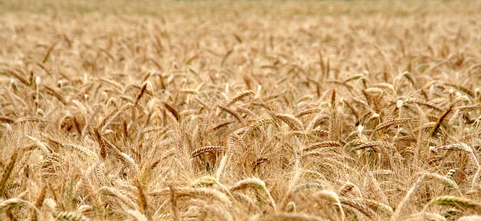 brown whey field, cornfield, wheat field, cereals, harvest HD wallpaper