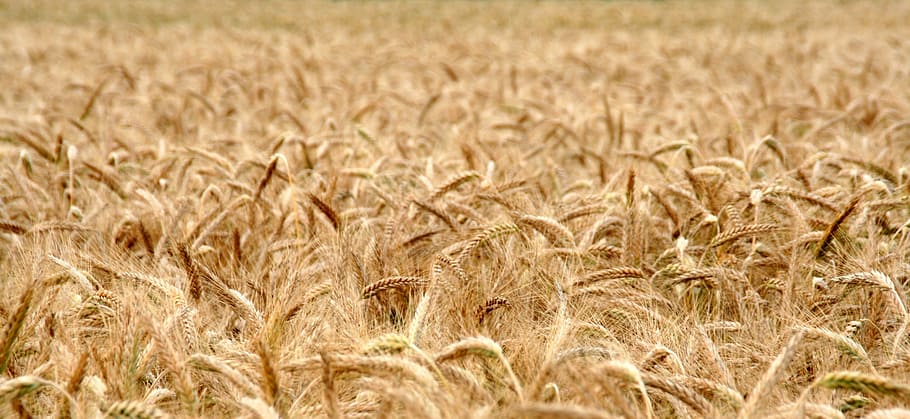 brown whey field, cornfield, wheat field, cereals, harvest HD wallpaper