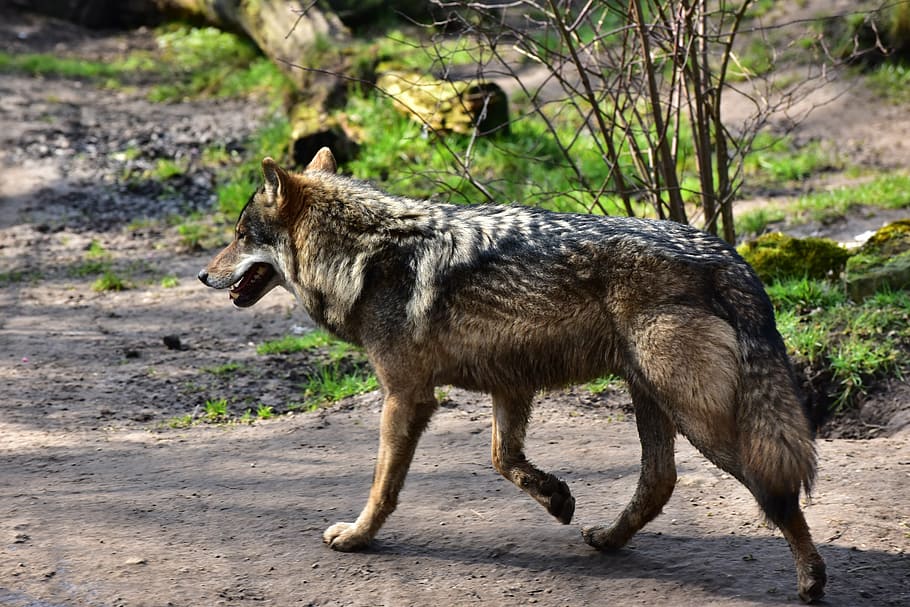 closeup photo of black and gray wolf, run, area, brown, animal portrait HD wallpaper