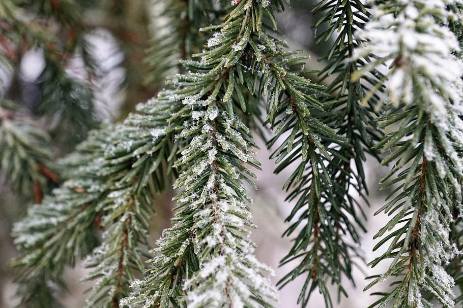 tree, winter, nature, christmas, green, ice, frost, snow, forest HD wallpaper