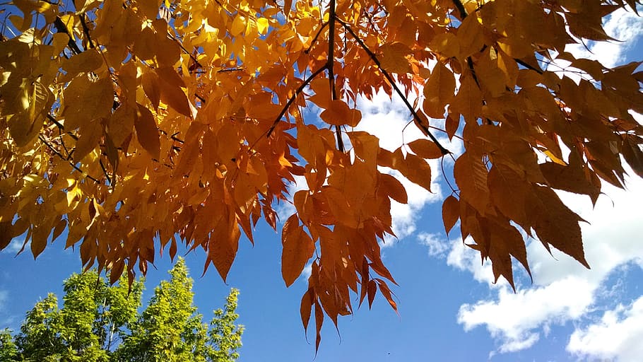 autumn, fall, leaves, foliage, sky, orange, leaf, season, yellow HD wallpaper