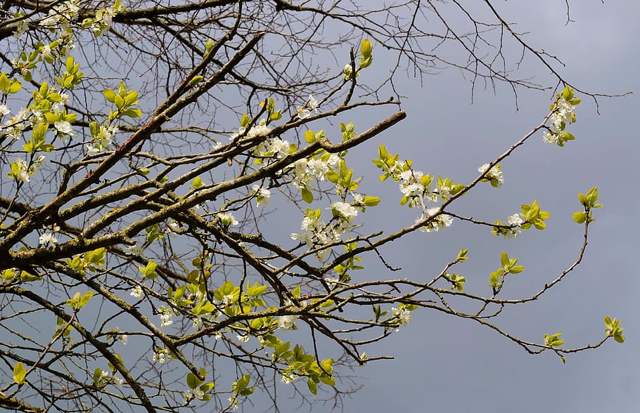 Plum Tree, Flowers, Spring, Branch, flowering twig, blossom HD wallpaper