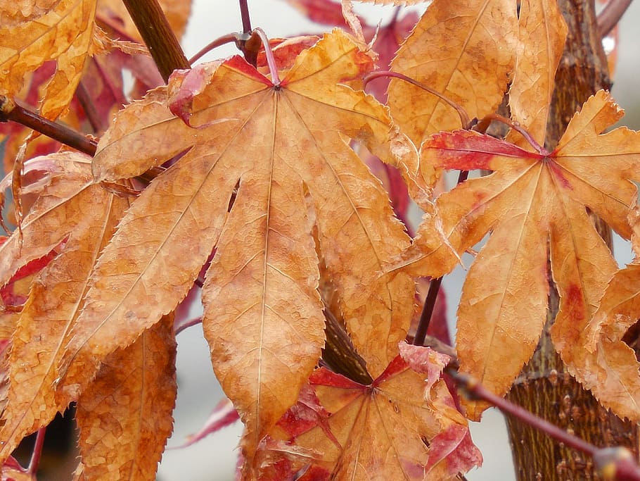 Autumn Leaves, Japanese Maple, fall, leaf, season, nature, tree