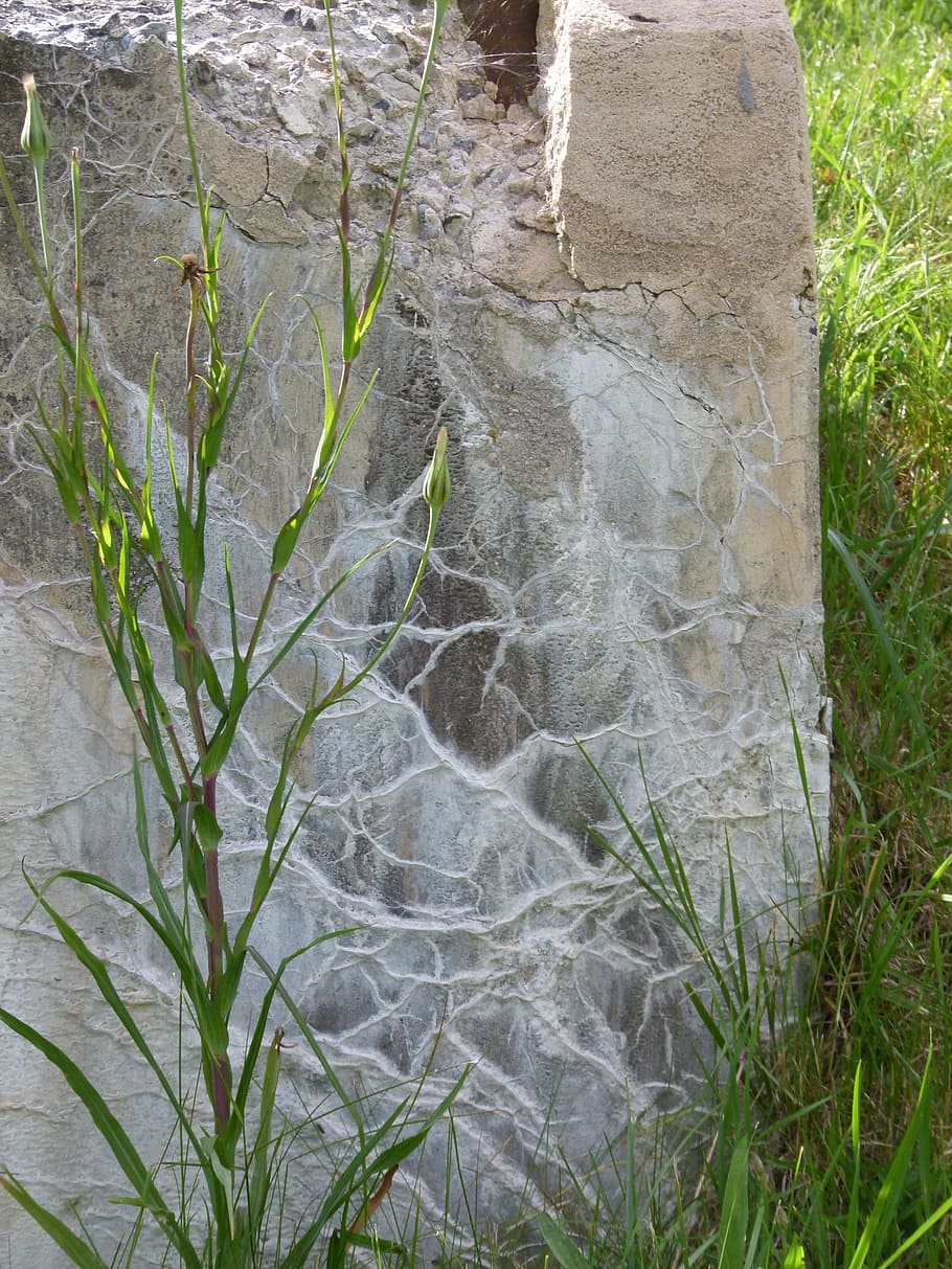 cement, wall, leaching, concrete, material, plant, nature, no people HD wallpaper