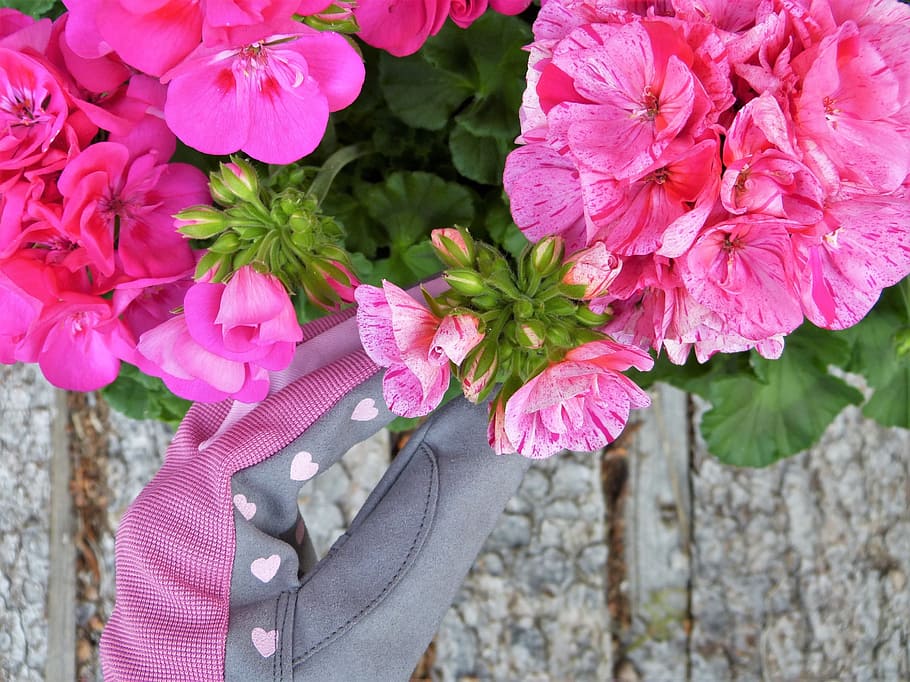 pink flowers, Geranium, Gloves, Garden, flower care, blossom HD wallpaper