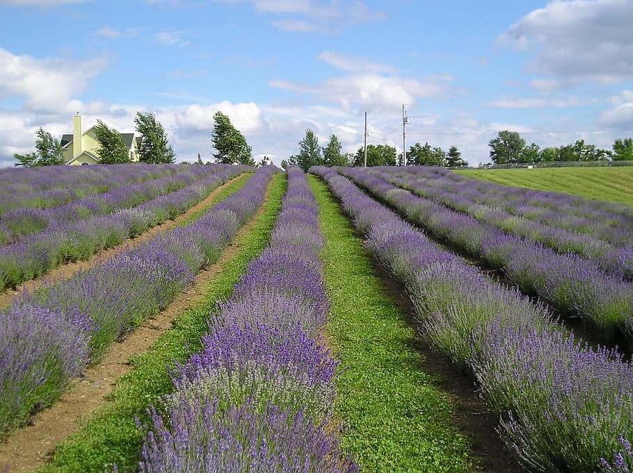 fields, lavender, nature, landscape, summer, scents, violet HD wallpaper