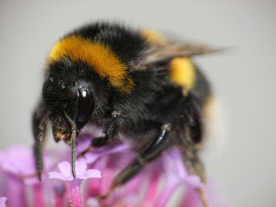 Bumblebee, Stripe, Sting, Wildlife, flora, honey, pollination, HD wallpaper