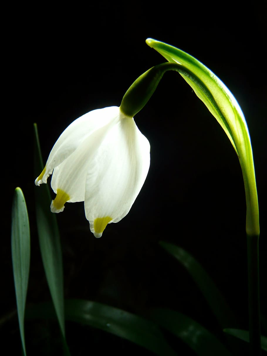 white petaled flower, snowflake, spring, blossom, bloom, plant HD wallpaper