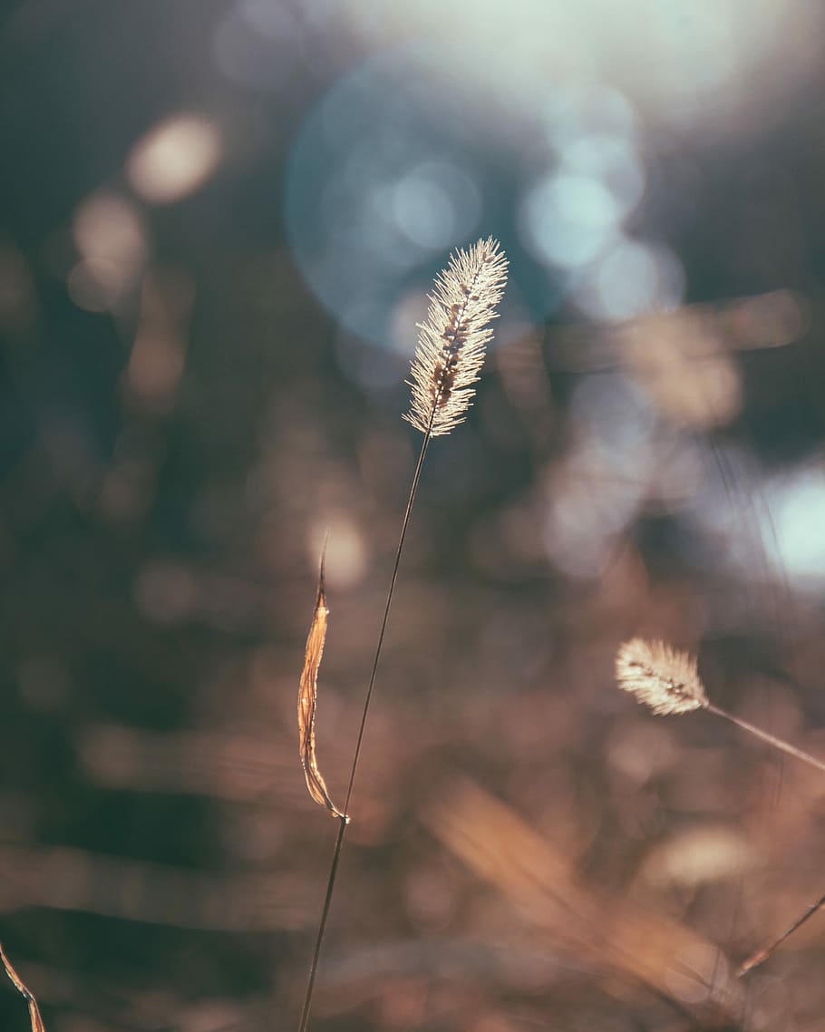 photo of white flower, white dandelion, bokeh, grass, leaf, stem HD wallpaper