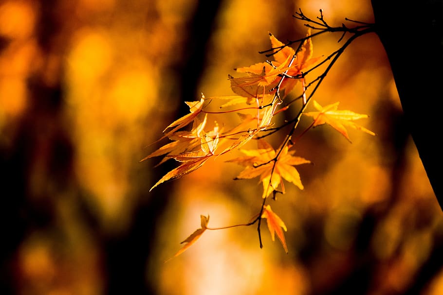 nature, leaves, autumn, change, plant part, leaf, beauty in nature HD wallpaper