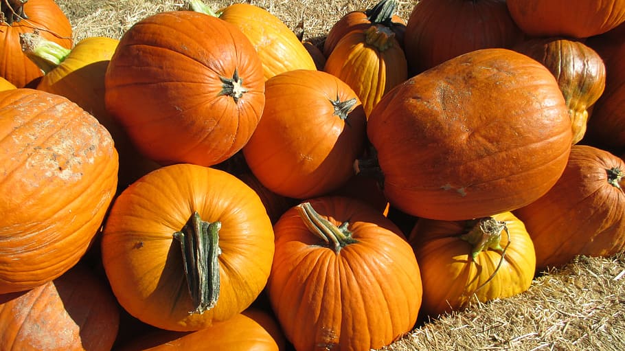 pumpkin, patch, vegetable, orange, harvest, food, food and drink HD wallpaper