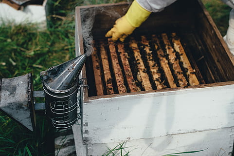Bee keeping, person wearing glove holding beehive during daytime HD wallpaper