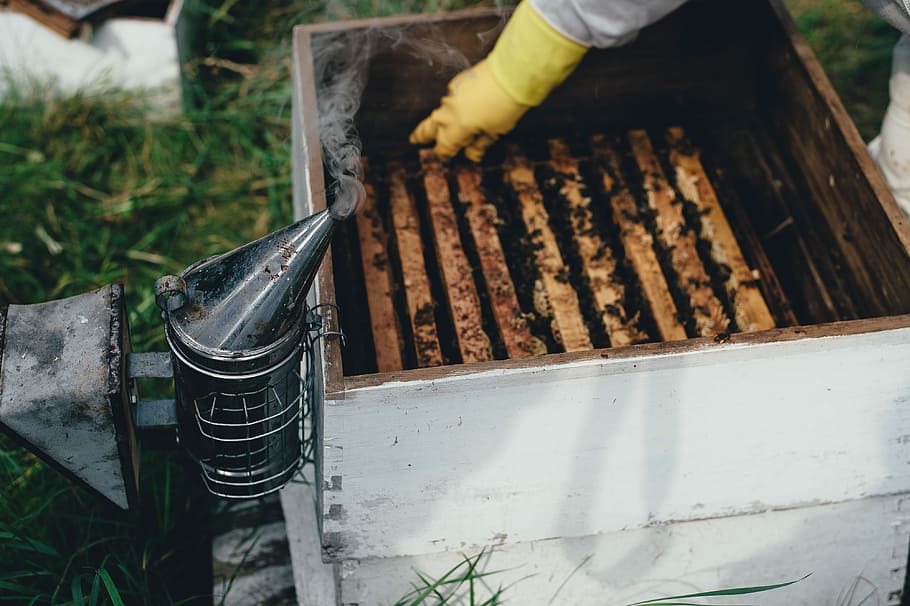 Bee keeping, person wearing glove holding beehive during daytime HD wallpaper