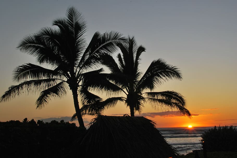 silhouette of two palm trees, sunset, beach, mexico, calm, soothing HD wallpaper