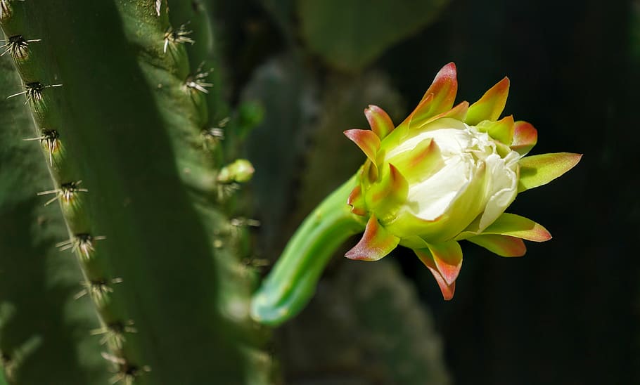 cactus, flower, white, growing, close-up, blooming, flowering plant HD wallpaper