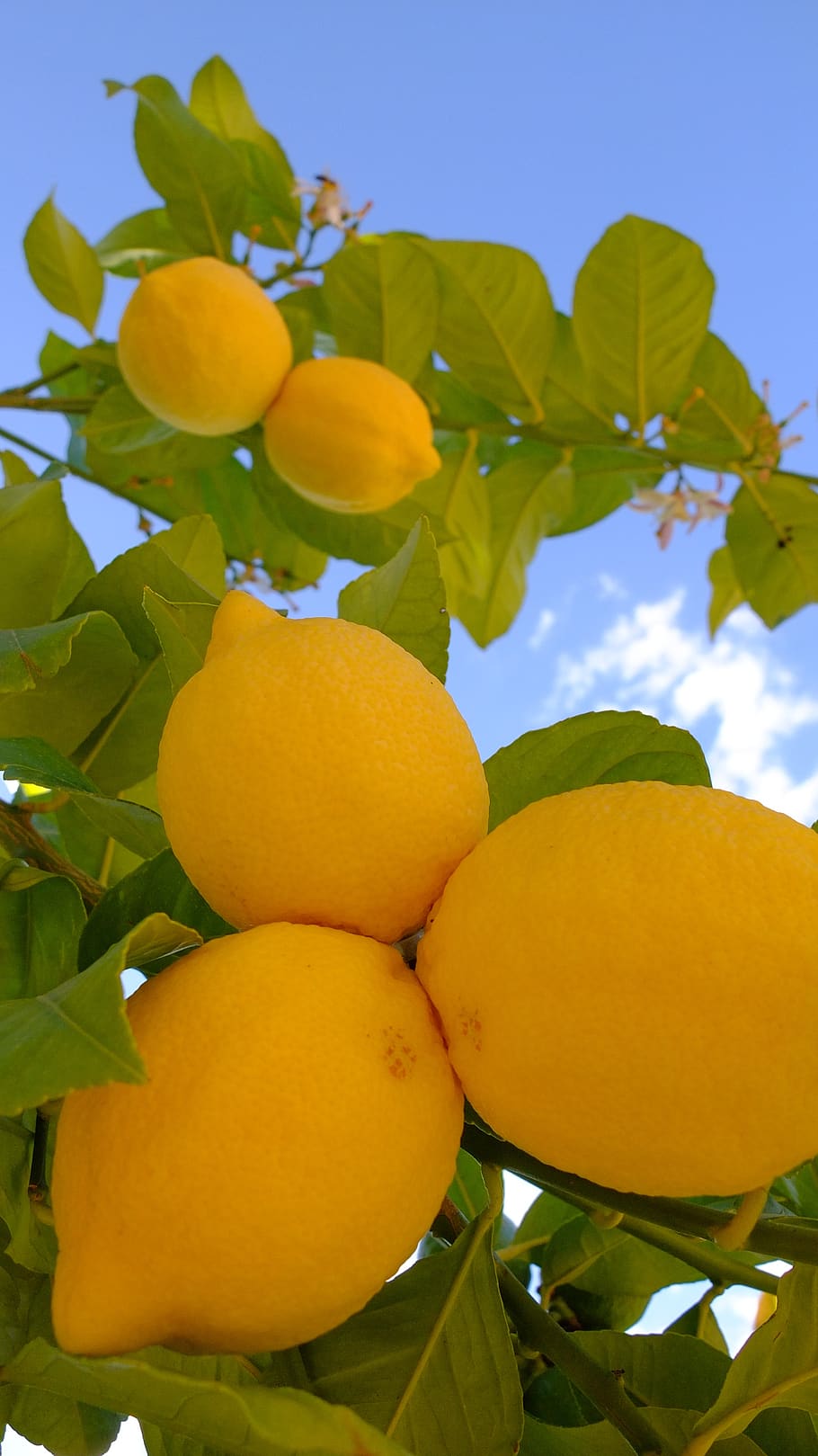 HD wallpaper: lemon, macro, fruit, citrus, garden, fruit tree, plant