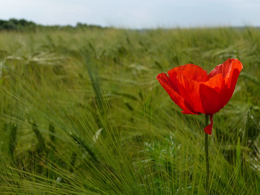 nature, grass, field, meadow, summer, plant, flower, flowering plant HD wallpaper