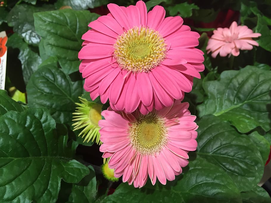 flower, pink, gerbera daisy, flowering plant, petal, freshness HD wallpaper
