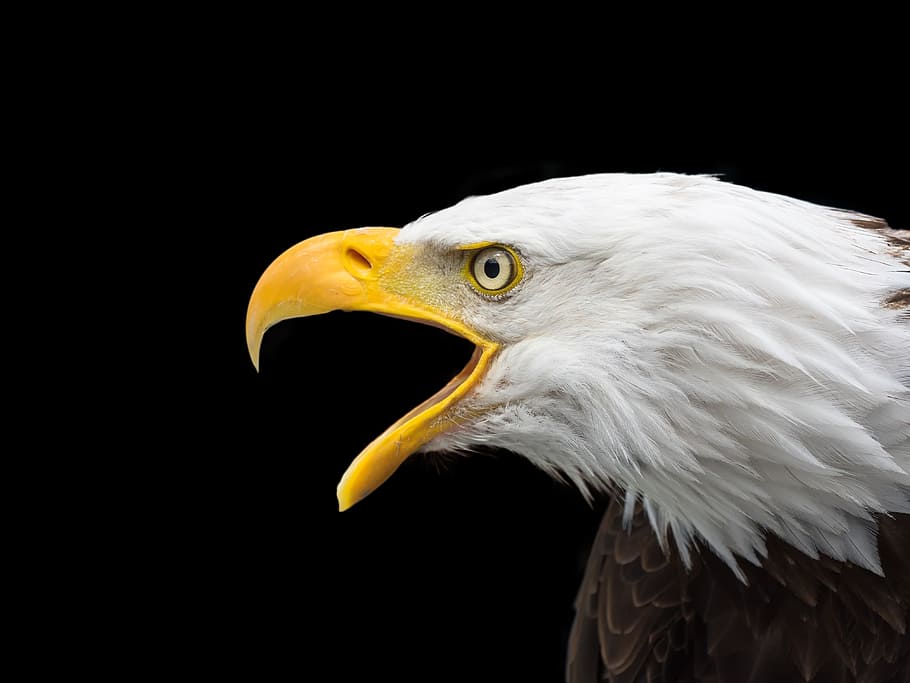 black and white American bald head eagle photo, bald eagle, raptor, HD wallpaper