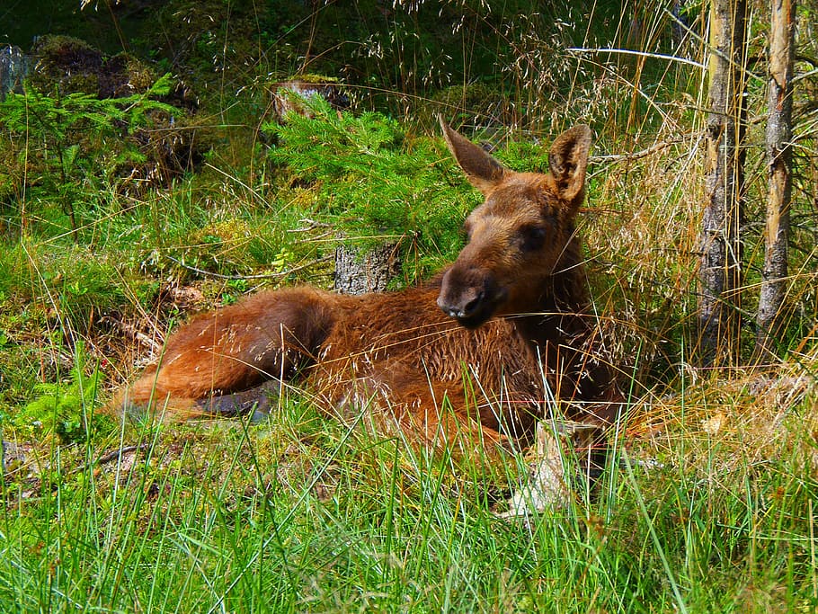 animals, moose, wildlife, elk, nature, mammal, animals In The Wild HD wallpaper