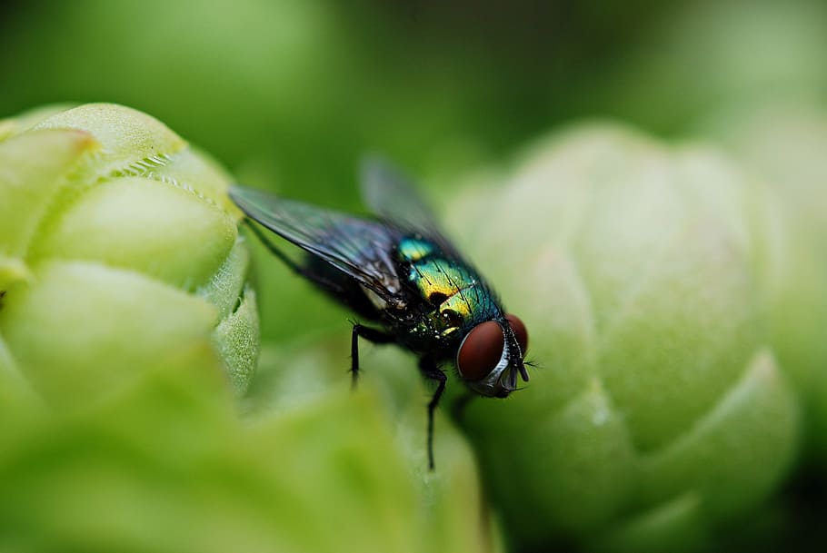 mucha, insect, macro, invertebrate, one animal, animal themes HD wallpaper