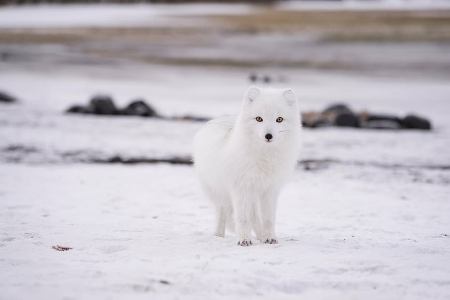 white wolf on snowfield, winter, cold, weather, ice, animal HD wallpaper