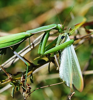 Mantis, Insect, Abruzzo, Wildlife, green, nature, praying Mantis HD wallpaper
