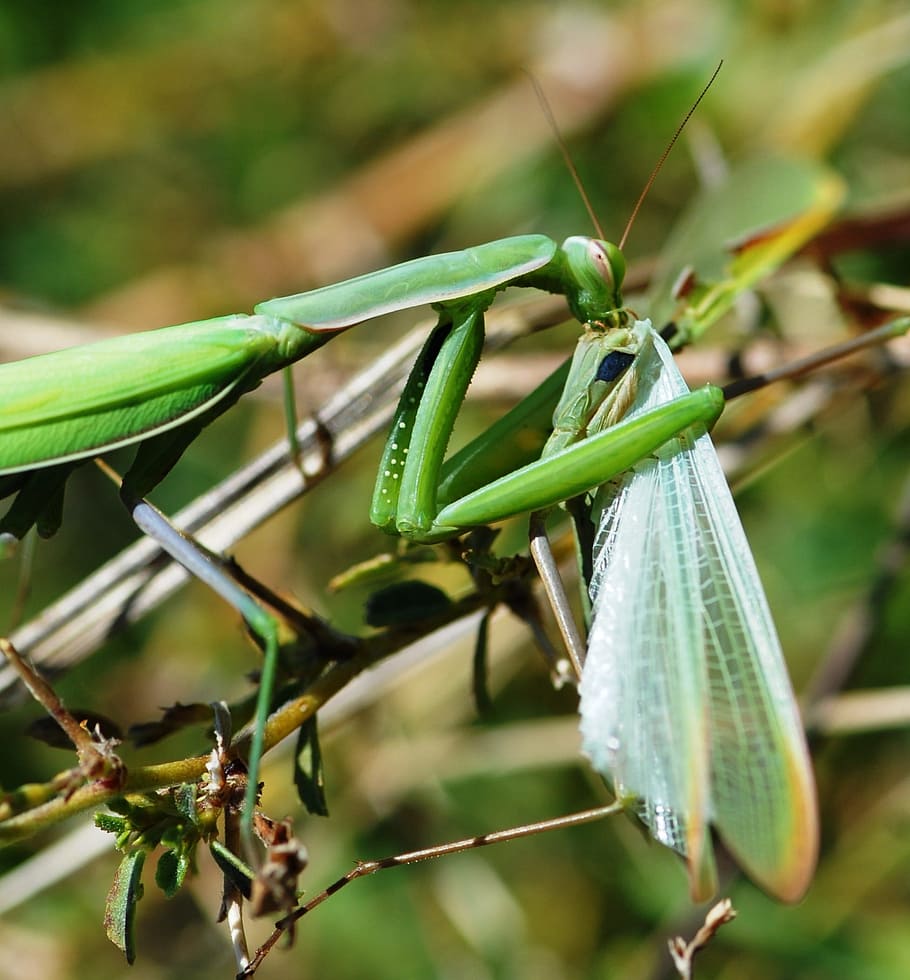 Praying mantis wallpaper by jaygrayson125057954 - Download on ZEDGE™ | 184a  | Praying mantis, Wallpaper, Insects