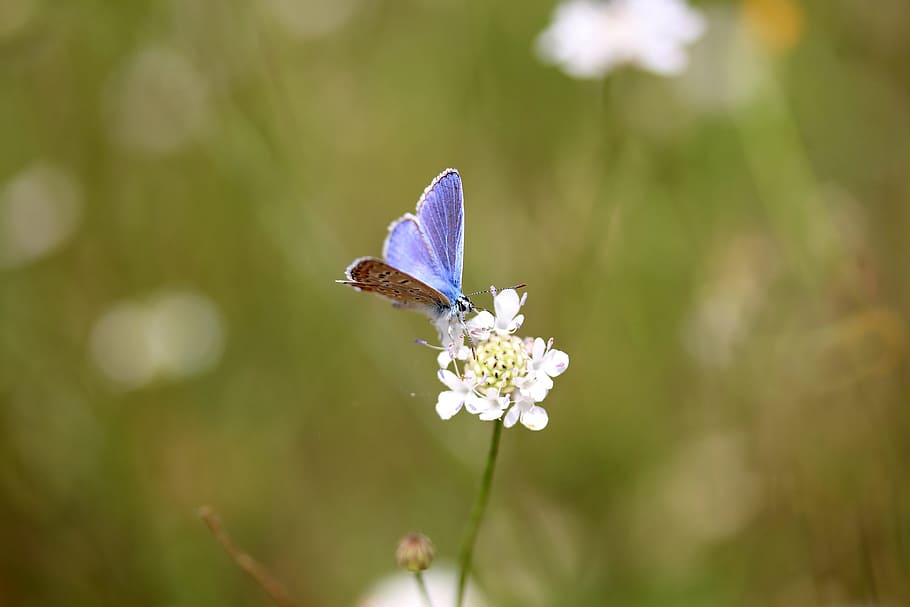 butterfly, blue, flower, insecta, rest, nature, invertebrate, HD wallpaper