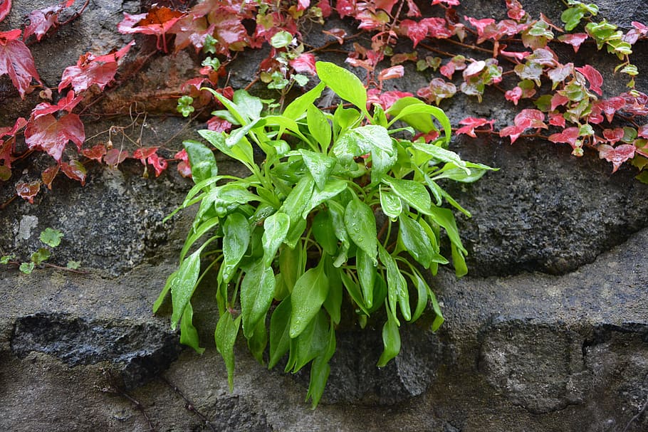 vegetation, wall, plants, nature, plant part, leaf, growth HD wallpaper