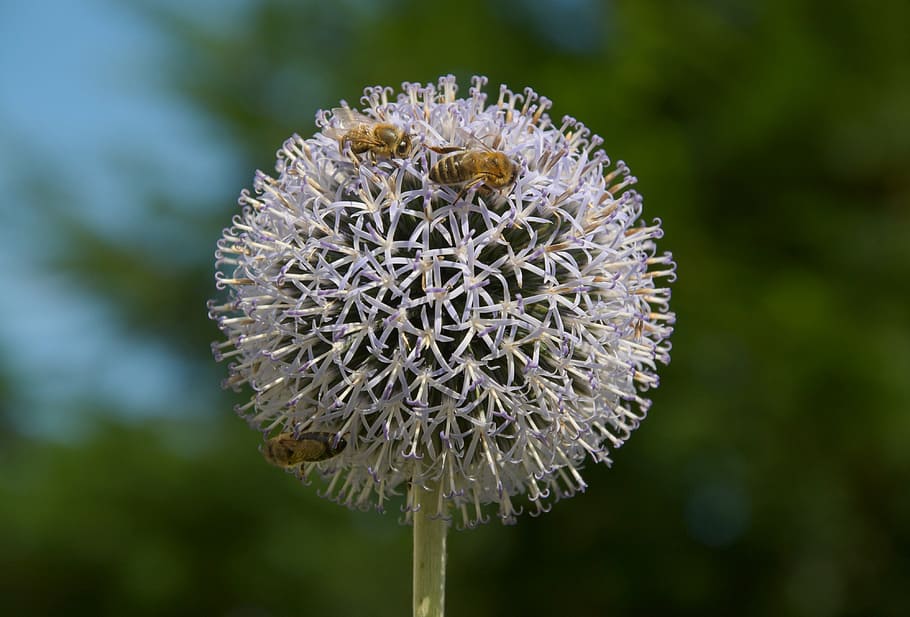thistle, flowers, bees, about, three, plant, flowering plant HD wallpaper
