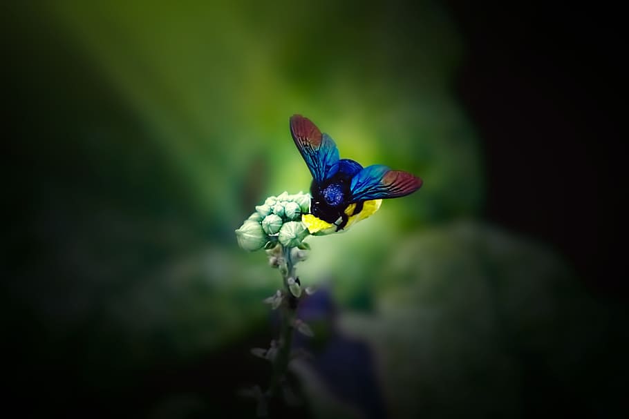 blue and red insect perching on yellow flower, humble - bee HD wallpaper