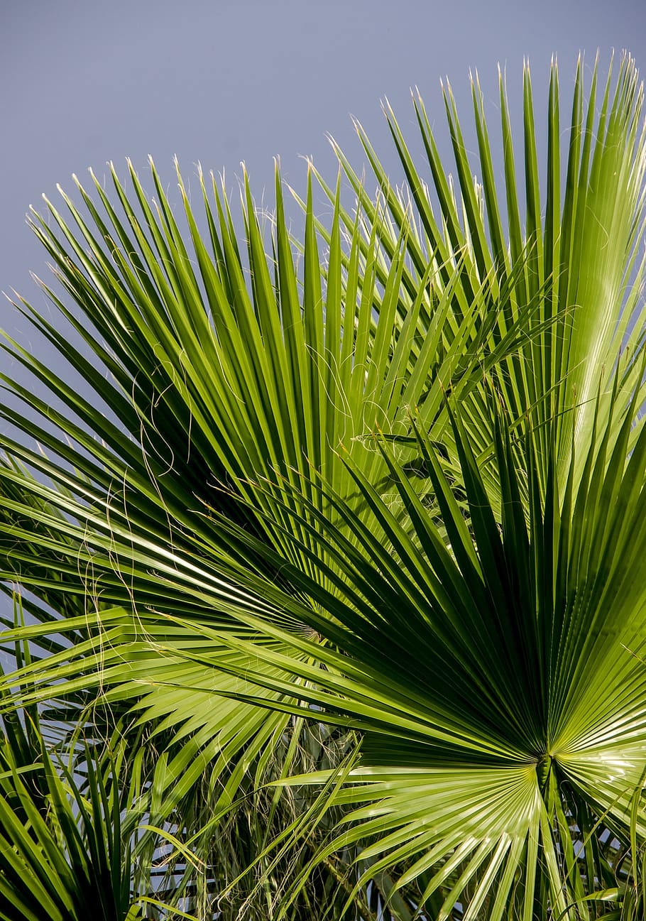green palm plant, fronds, leaf, foliage, pattern, tropical HD wallpaper