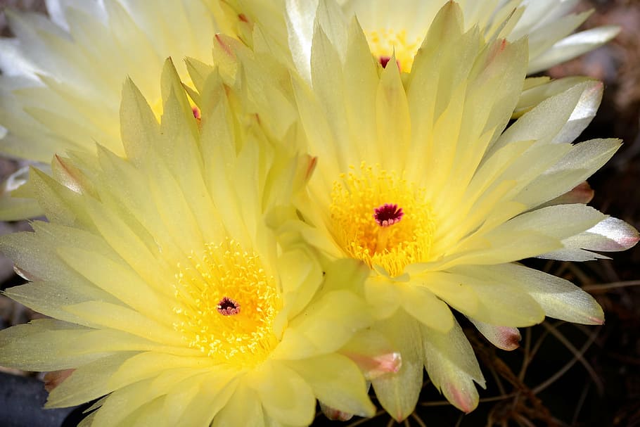 cactus, garden, spring, flowering cactus, flowers, flowering plant HD wallpaper