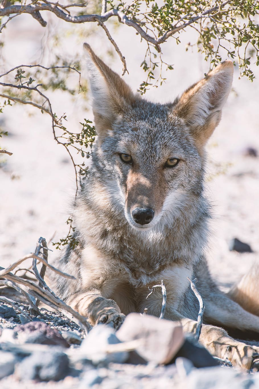 gray fox photography, coyote lying on ground under plant, wolf, HD wallpaper